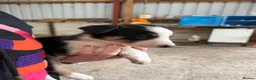 Welsh Collie dogs for sale: Adorable Mid Wales border collie puppies for sale - Advert 30