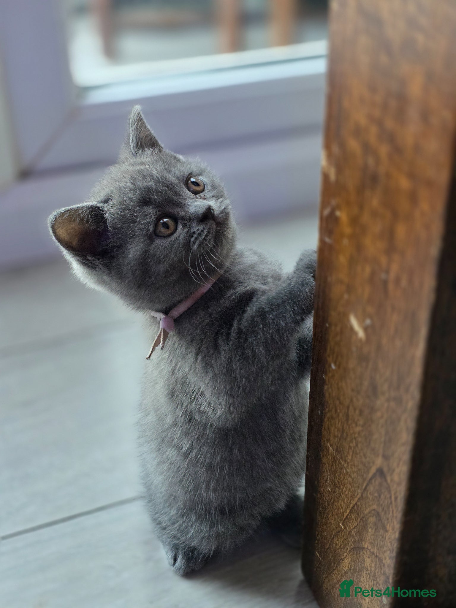 British Shorthair cats  Adorable British Shorthair Kittens - Advert 16