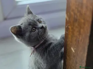 British Shorthair cats Adorable British Shorthair Kittens - Advert 16