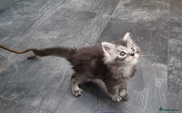 Maine Coon cats for sale: Pedigree GCCF Maine Coon Kittens for sale  - Image 6