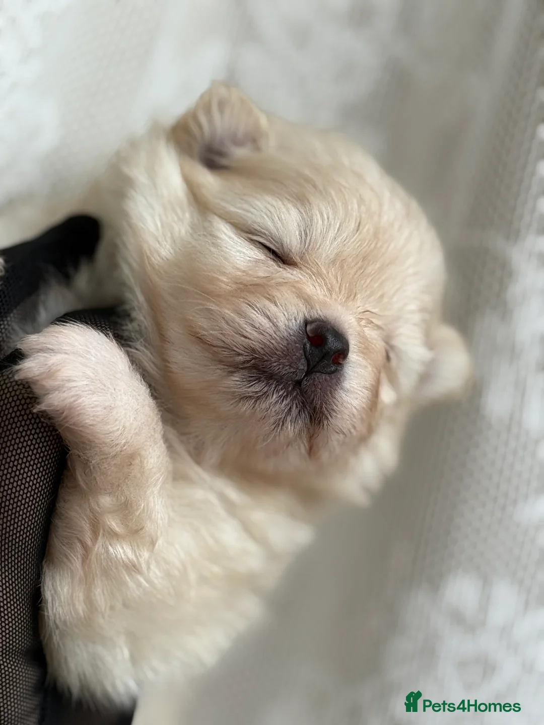 Pomeranian dogs for sale: Black and cream puppies - Advert 28