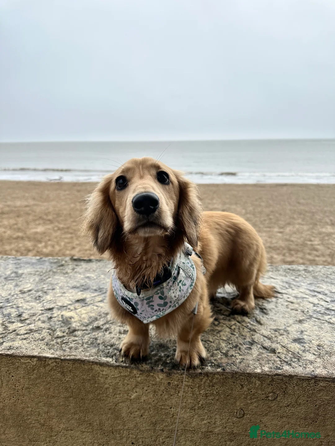 Miniature Dachshund dogs for stud: miniature longhaired dachshund for stud  - Advert 14