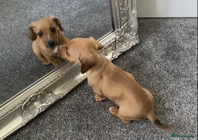 Mixed Breed dogs - Advert 7