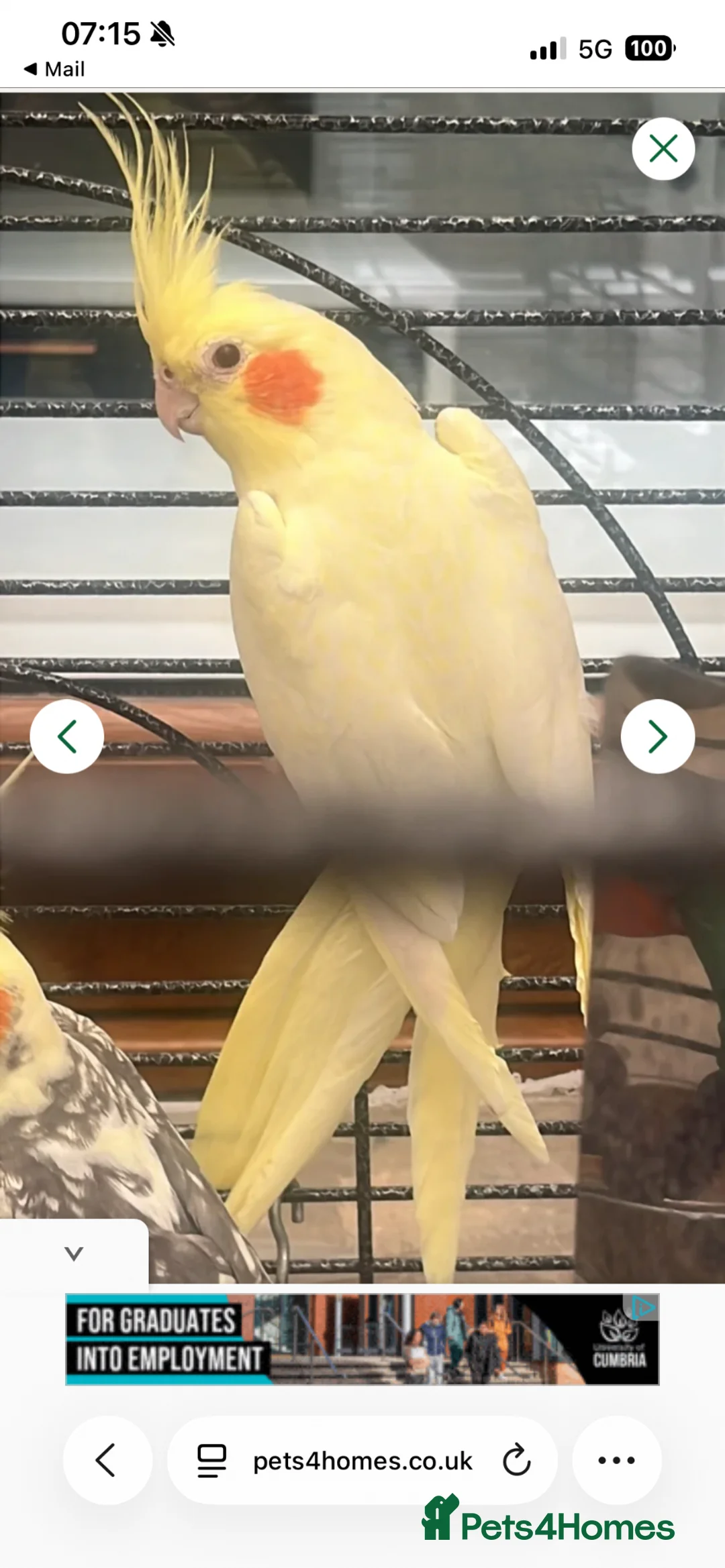 Cockatiels birds for sale: Lovely cockatiels  - Advert 4