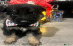 German Shepherd dogs for sale: Lovely shepherds  - Advert 7