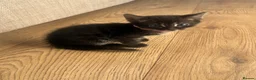 Mixed Breed cats for sale: Half bengal kittens  in Brandon - Advert 18