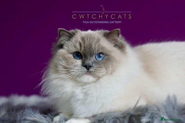 Ragdoll cats Pedigree Adult Ragdolls  - Advert 1