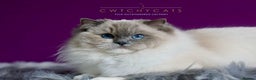 Ragdoll cats for sale: Pedigree Adult Ragdolls  - Advert 1