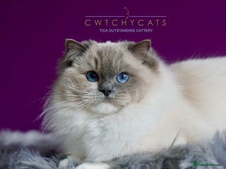 Ragdoll cats Pedigree Adult Ragdolls - Advert 18