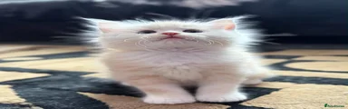 Maine Coon 1
