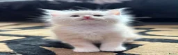Maine Coon cats for sale: Stunning Maine Coon Kittens - Advert 14