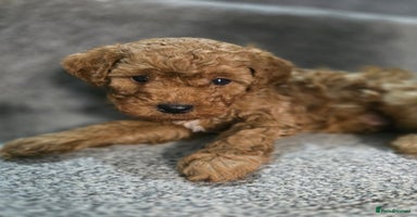 Cavapoo dogs - Advert 8