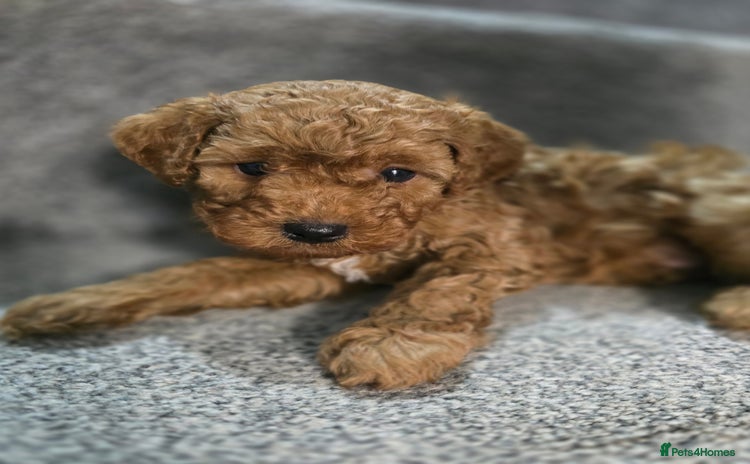 Cavapoo dogs - Advert 14