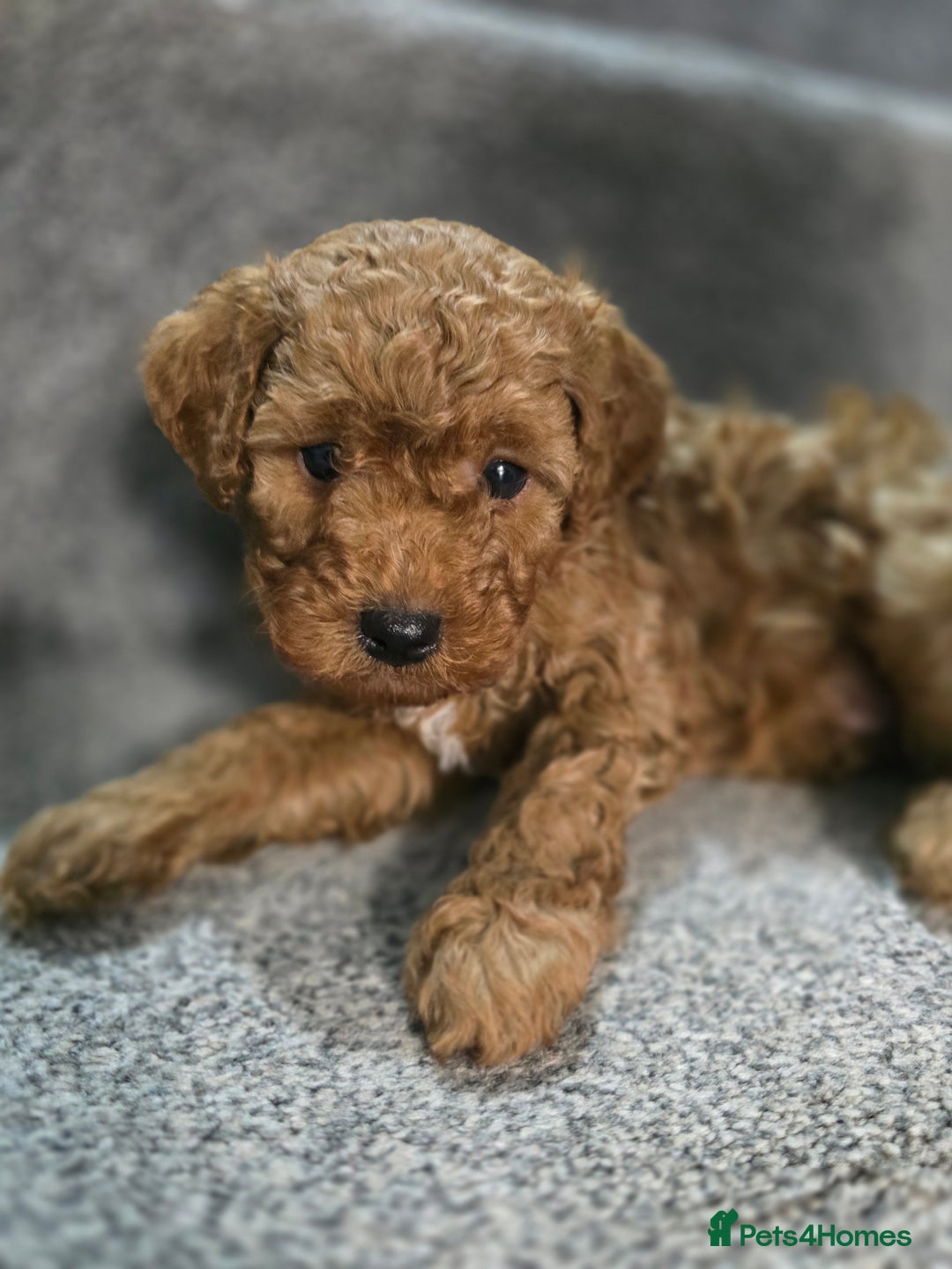 Cavapoo dogs for sale: Miniature F1B Cavapoo puppies 1 Left - Image 2