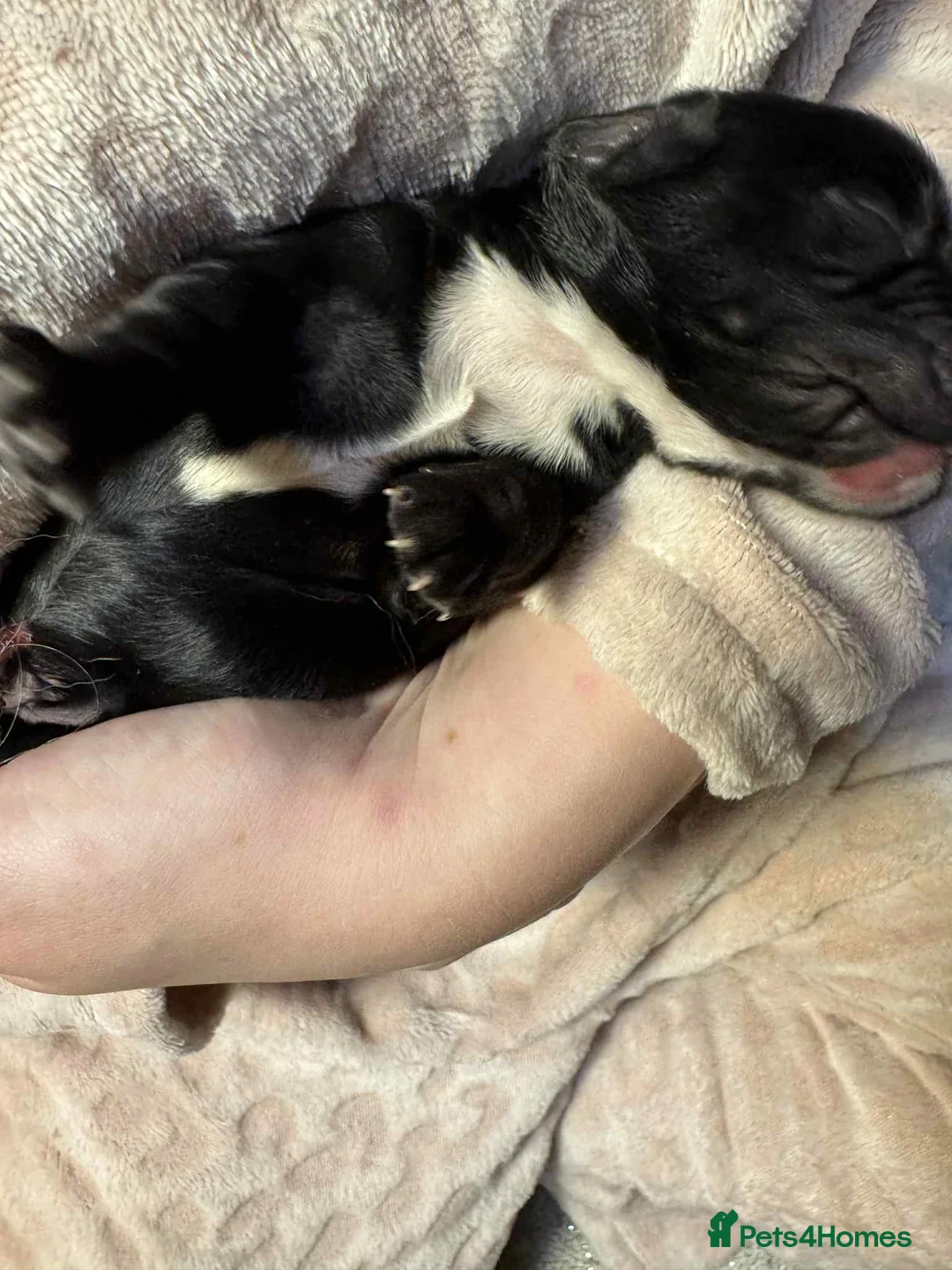 Cocker Spaniel dogs for sale: 1 BLACK MALE LEFT. Working cocker spaniel KC reg  - Advert 11