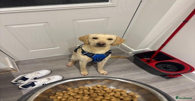 Labrador Retriever dogs - Advert 13