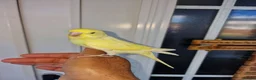Budgerigars birds for sale: Super hand tamed baby budgies  - Advert 14