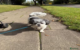 Shih Tzu dogs for sale: Teddy the shihtzu looking for good home  - Image 5