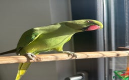 Parrots birds for sale: Baby ring neck talking parrot   - Image 3