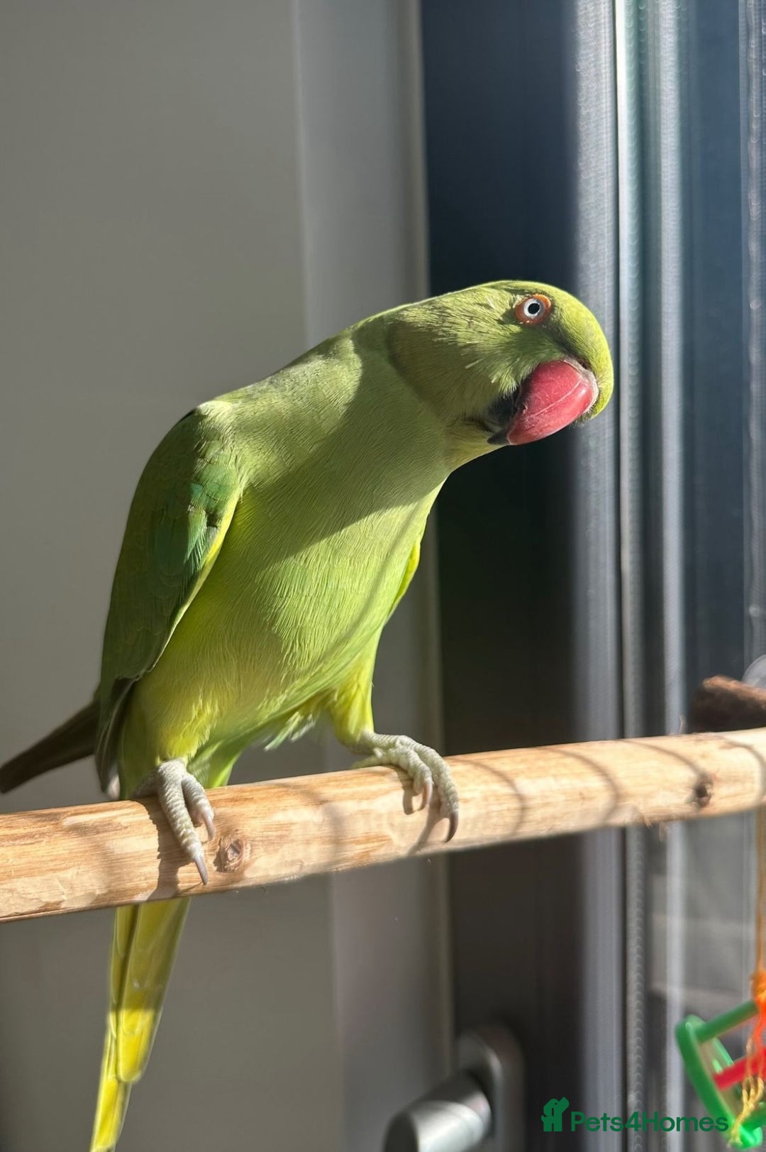 Parrots birds for sale: Baby ring neck talking parrot   - Image 3