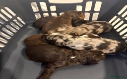 Cocker Spaniel dogs for sale: Cocker spaniel puppies - AVAILABLE 01/01/26  - Image 14