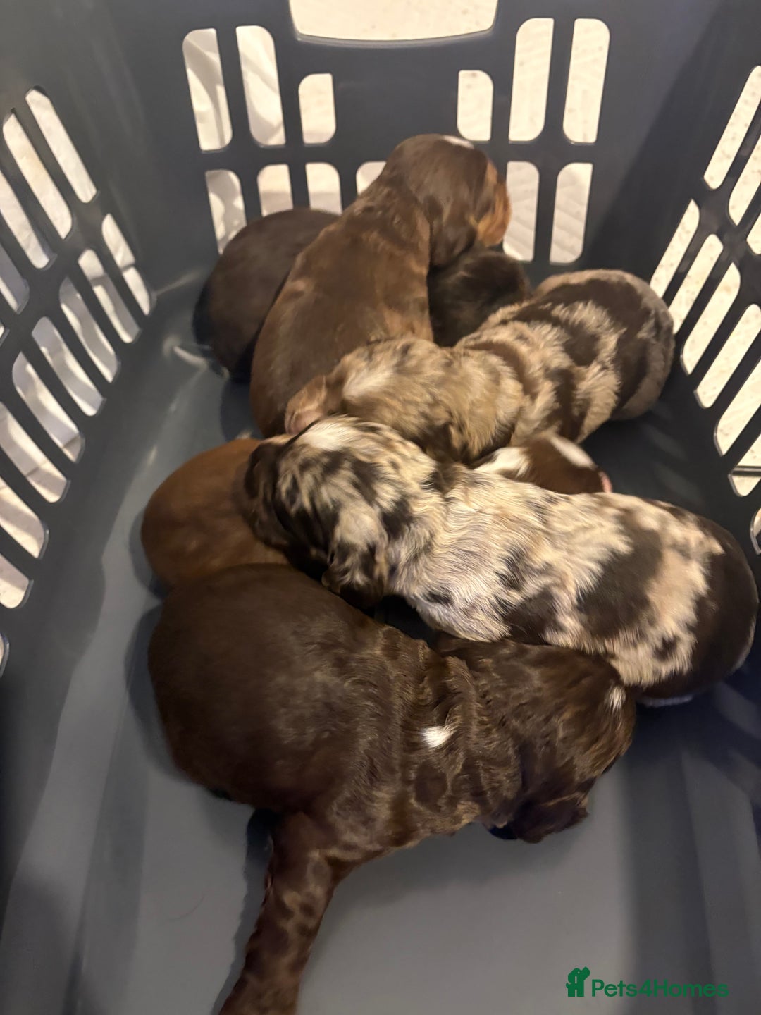 Cocker Spaniel dogs for sale: Cocker spaniel puppies - AVAILABLE 01/01/26  - Image 14