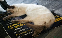 Ragdoll cats for sale: 1 boy/ 1 girl Ready to go - Image 8