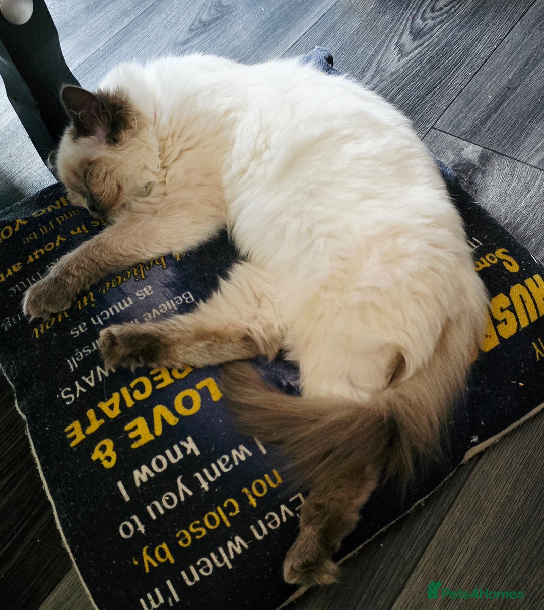 Ragdoll cats for sale: 1 boy/ 1 girl Ready to go - Image 8