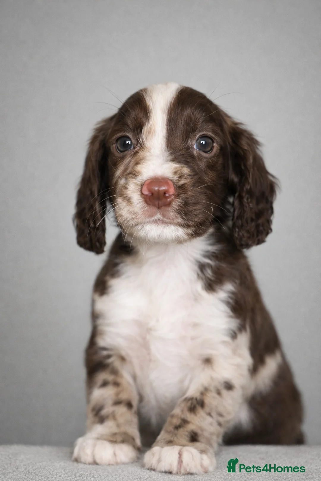 Cocker Spaniel dogs for sale: 🐾 Stunning merle Cocker Spaniels - 3 available🐾  - Advert 4