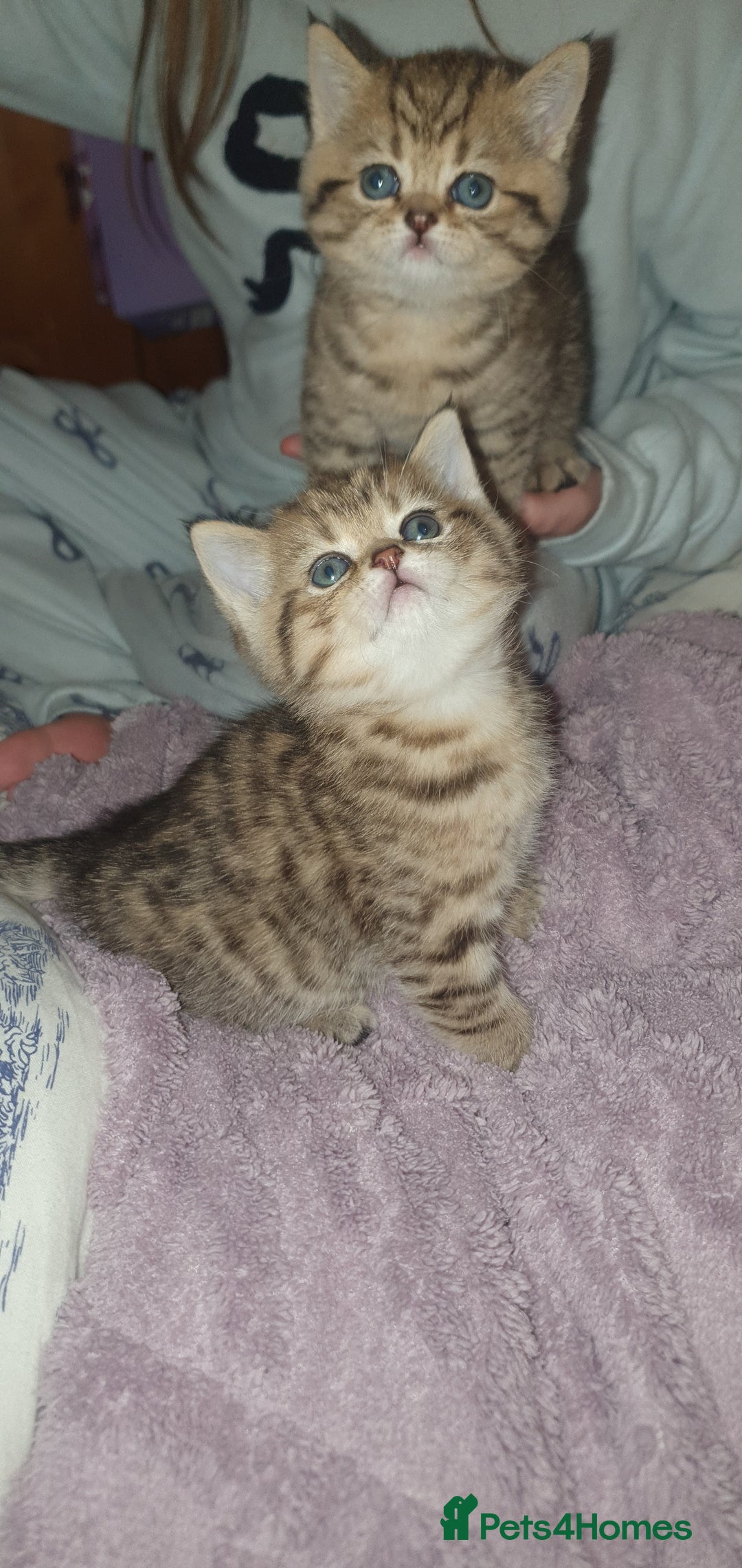 British Shorthair cats for sale: British Shorthair Black Golden Tabby kittens 😸  - Advert 13