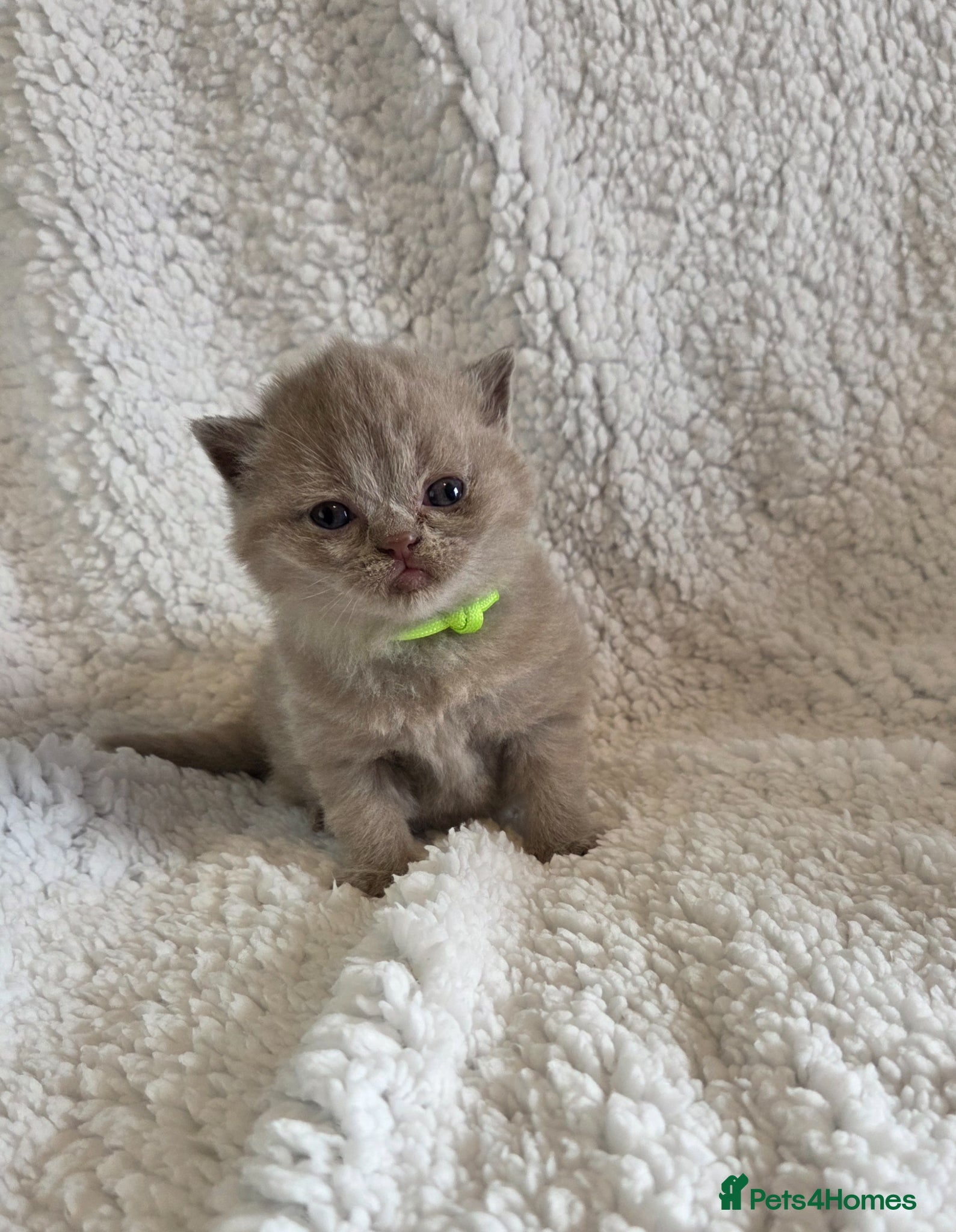 British Shorthair cats British shorthair kittens - Advert 1