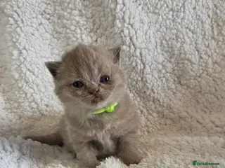 British Shorthair cats British shorthair kittens - Advert 1
