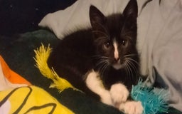 Mixed Breed cats for sale: Male black and white and calico female kittens - Image 3