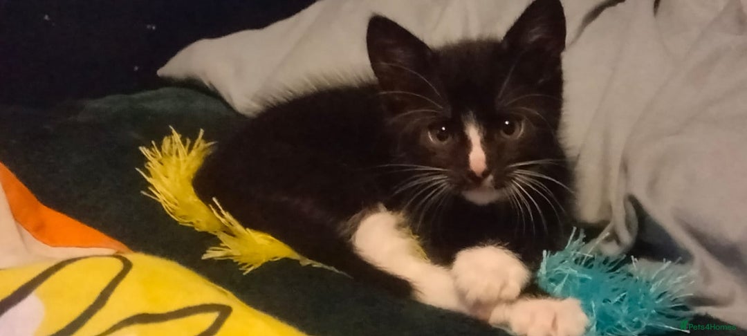 Mixed Breed cats for sale: Male black and white and calico female kittens - Image 3
