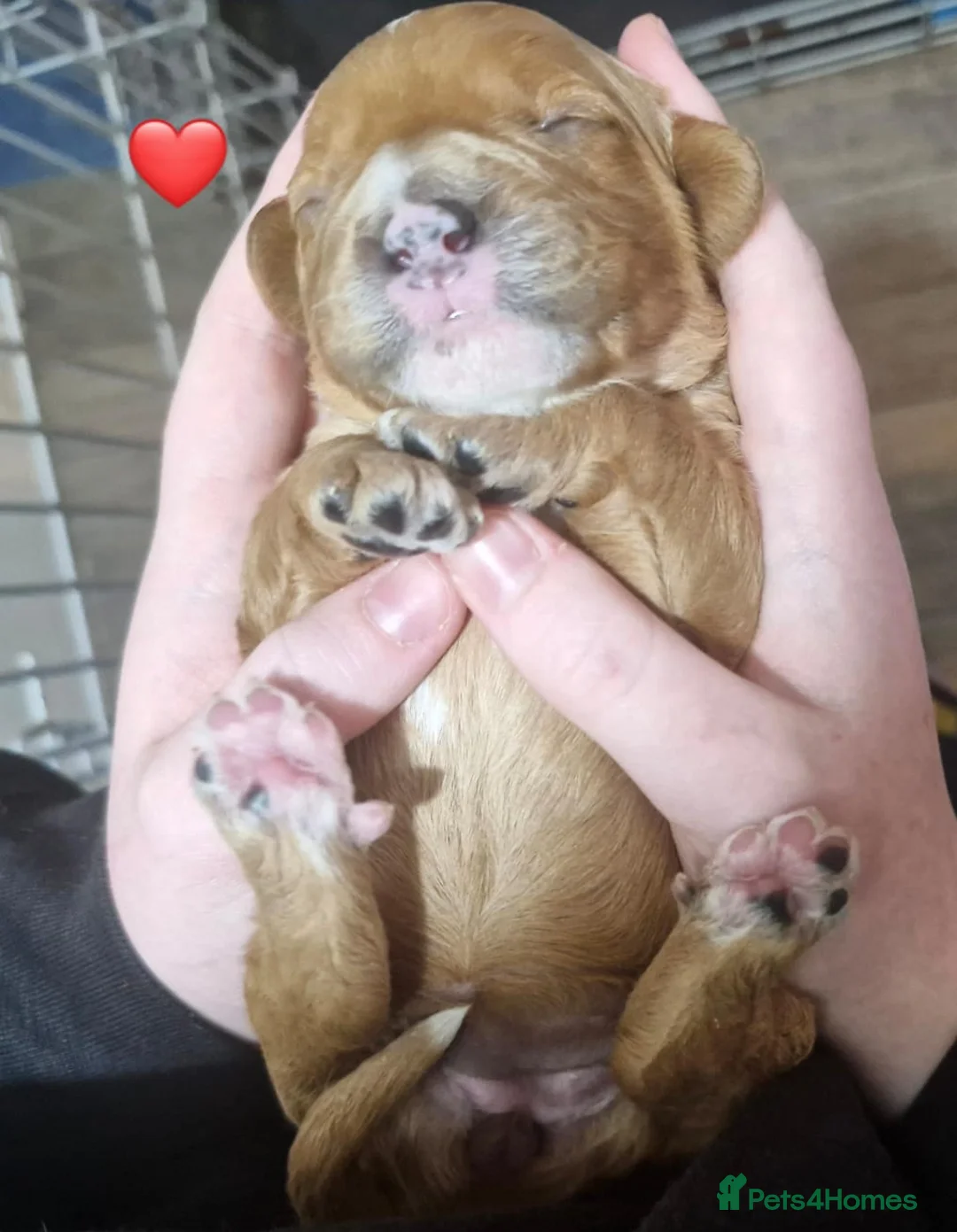 Cavapoo dogs for sale: Stunning Cavapoos Health Tested Parents DNA Clear - Advert 2