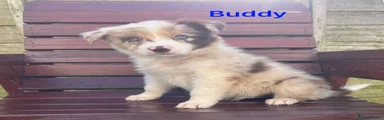 Buddy
