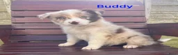 Border Collie dogs for sale: Red / White + Red Merle Border Collie Puppies - Advert 4