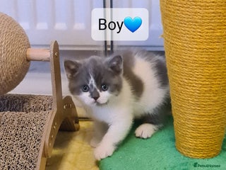 British Shorthair cats British ShortHair kittens GCCF - Advert 1