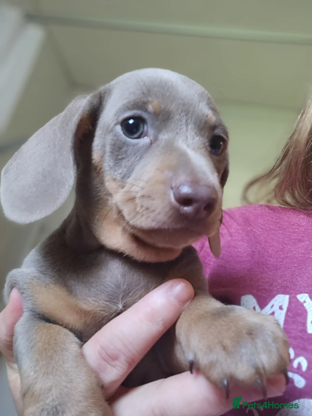 Miniature Dachshund dogs for sale: Last boy standing ..!! - Advert 2