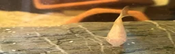 Corys fish for sale: Albino iridescent corys. £8 - Advert 4