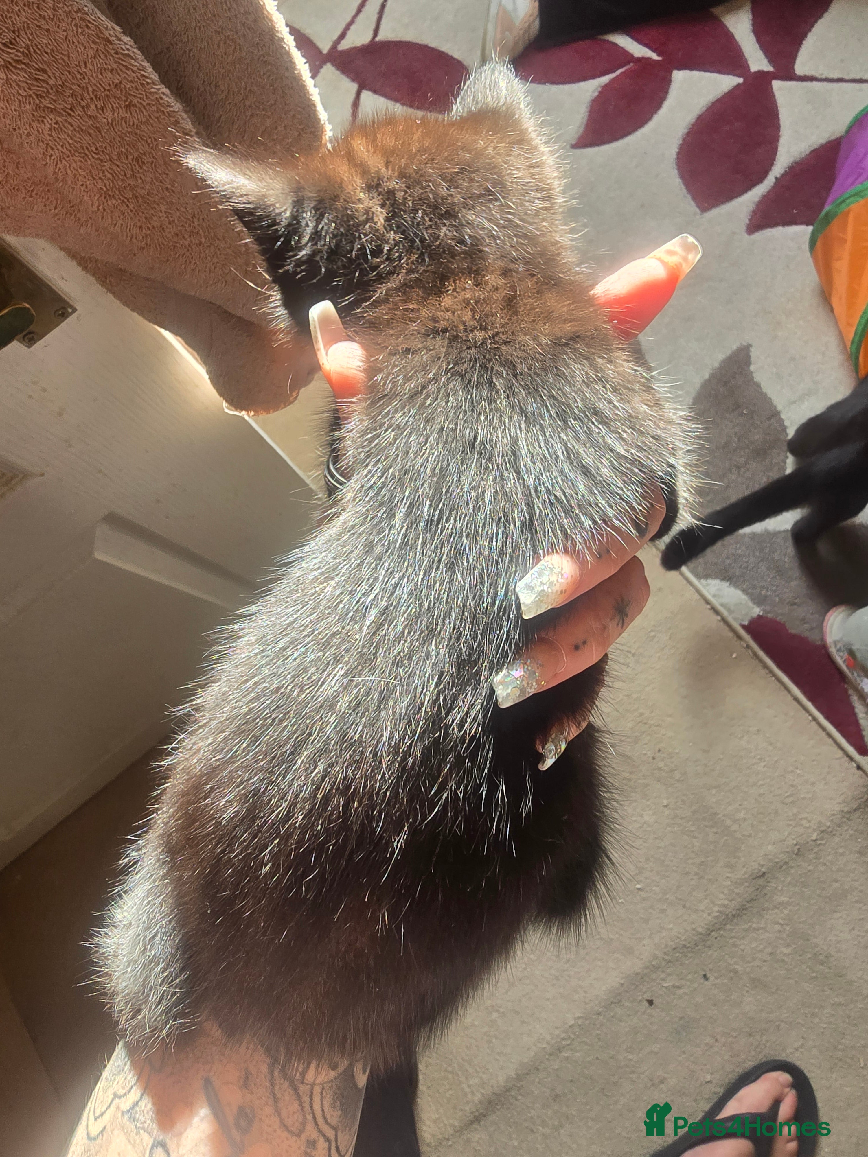 Mixed Breed cats for sale: 5 beautiful kittens looking for their forever home in Fleetwood - Advert 3