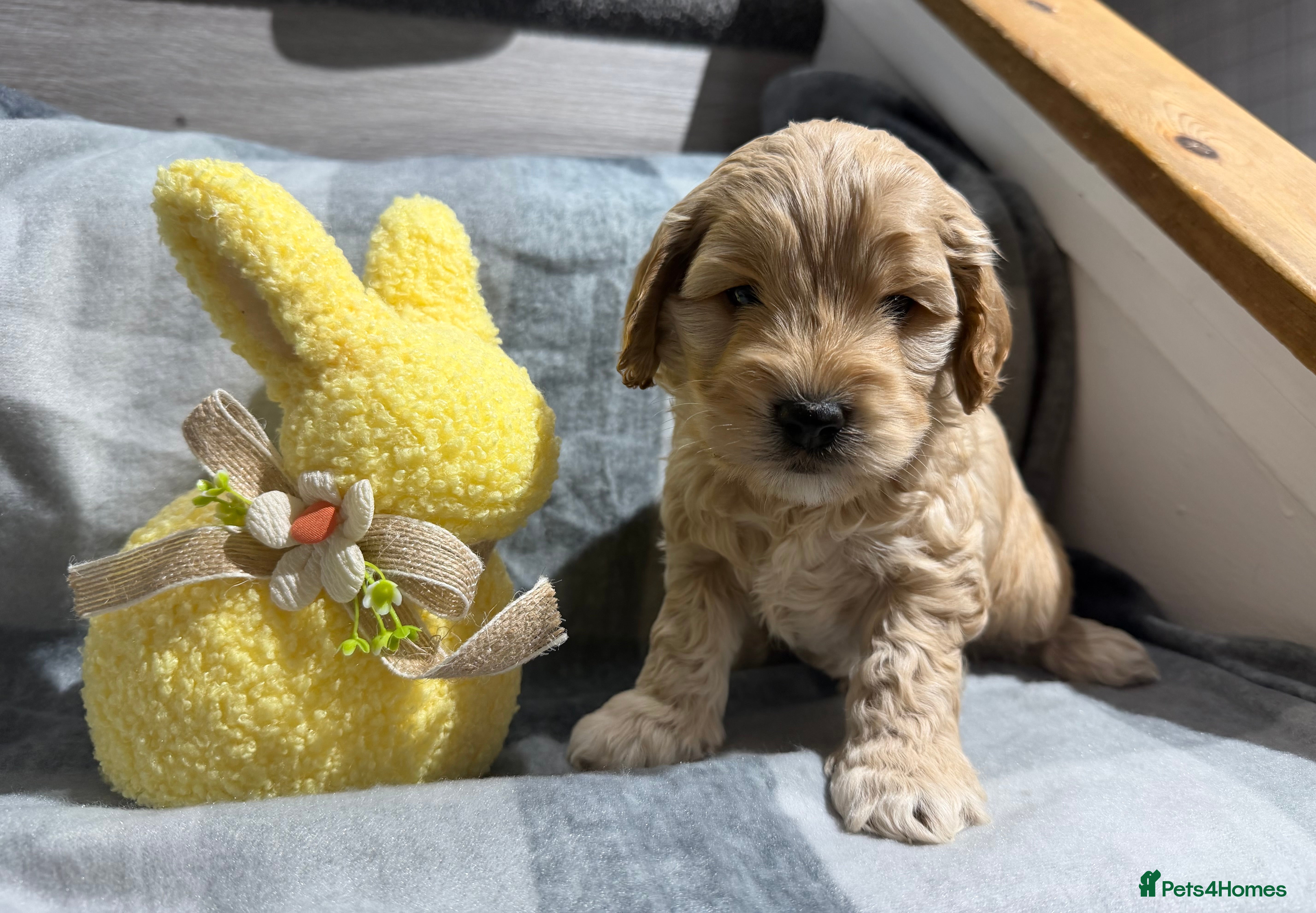 Cockapoo dogs F1 cockapoo puppies - Advert 2