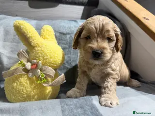 Cockapoo dogs F1 cockapoo puppies - Advert 2