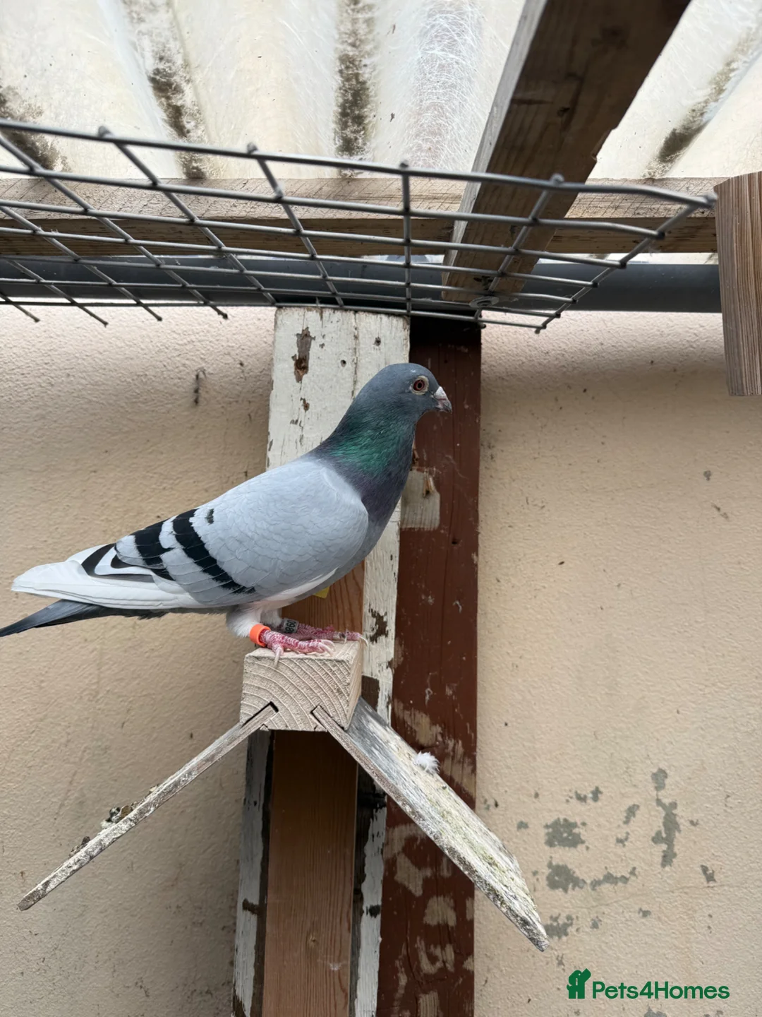 Pigeons birds for sale: Stock and 2026 young racing pigeons  - Advert 5