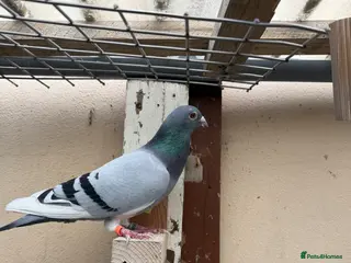 Pigeons birds Quality 2025 /6 Racing Pigeons Available - Advert 9