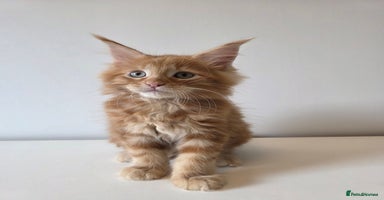 Maine Coon cats - Advert 14