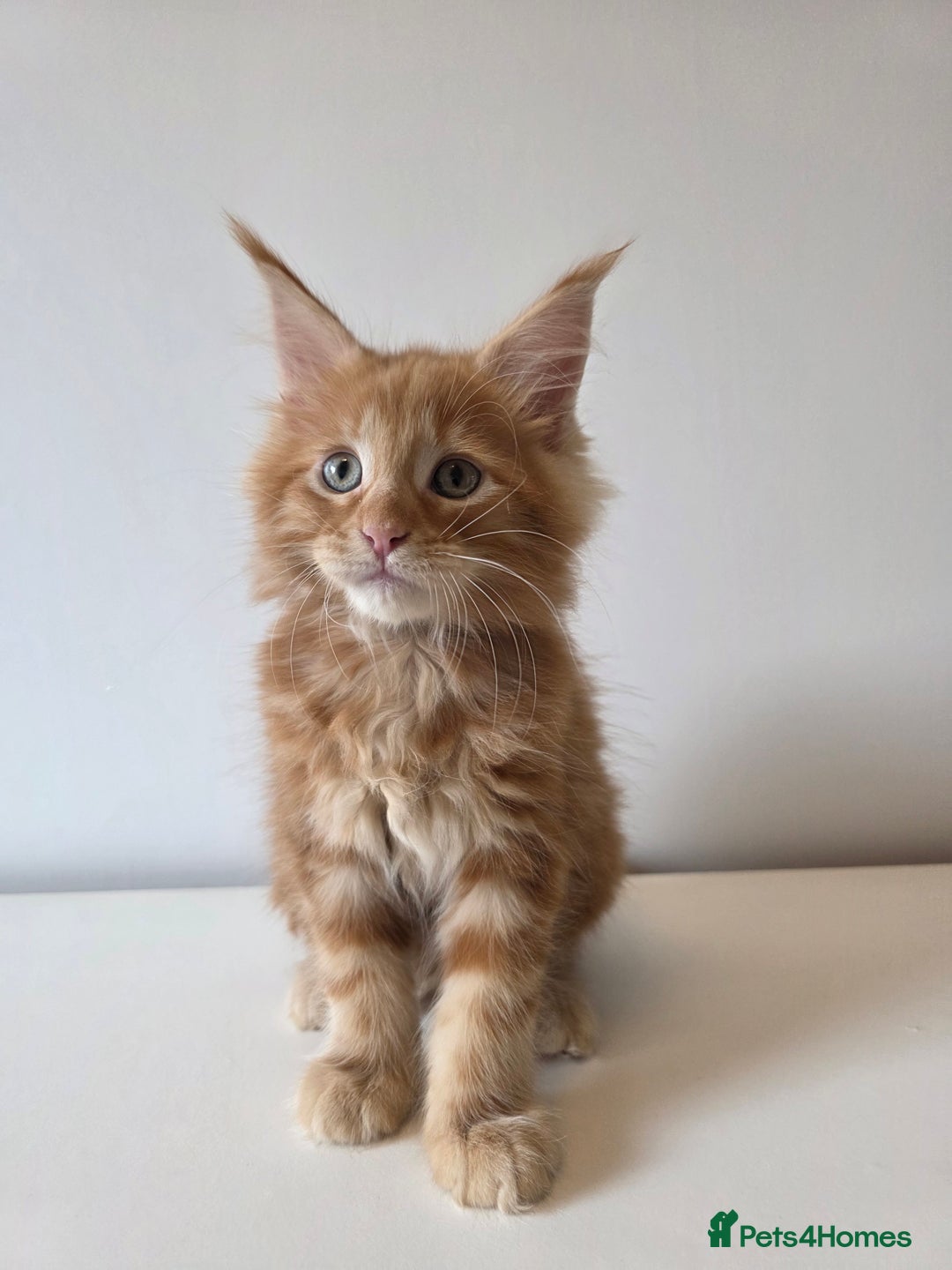Maine Coon cats for sale: TICA - Maine Coon - All boys have been reserved 🤎 - Image 2