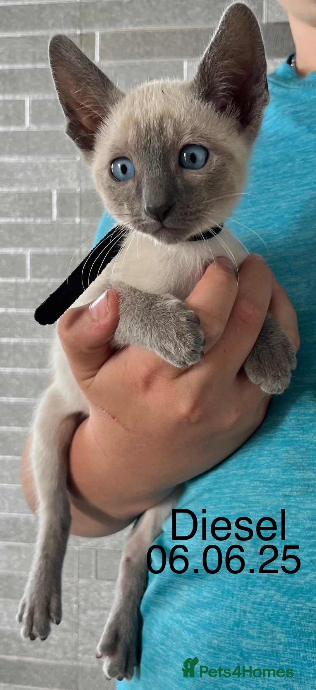 Siamese cats for sale: Blue point Siamese kittens - Advert 13