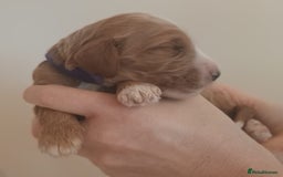 Mixed Breed dogs for sale: Australian doubledoodle puppies - Image 25