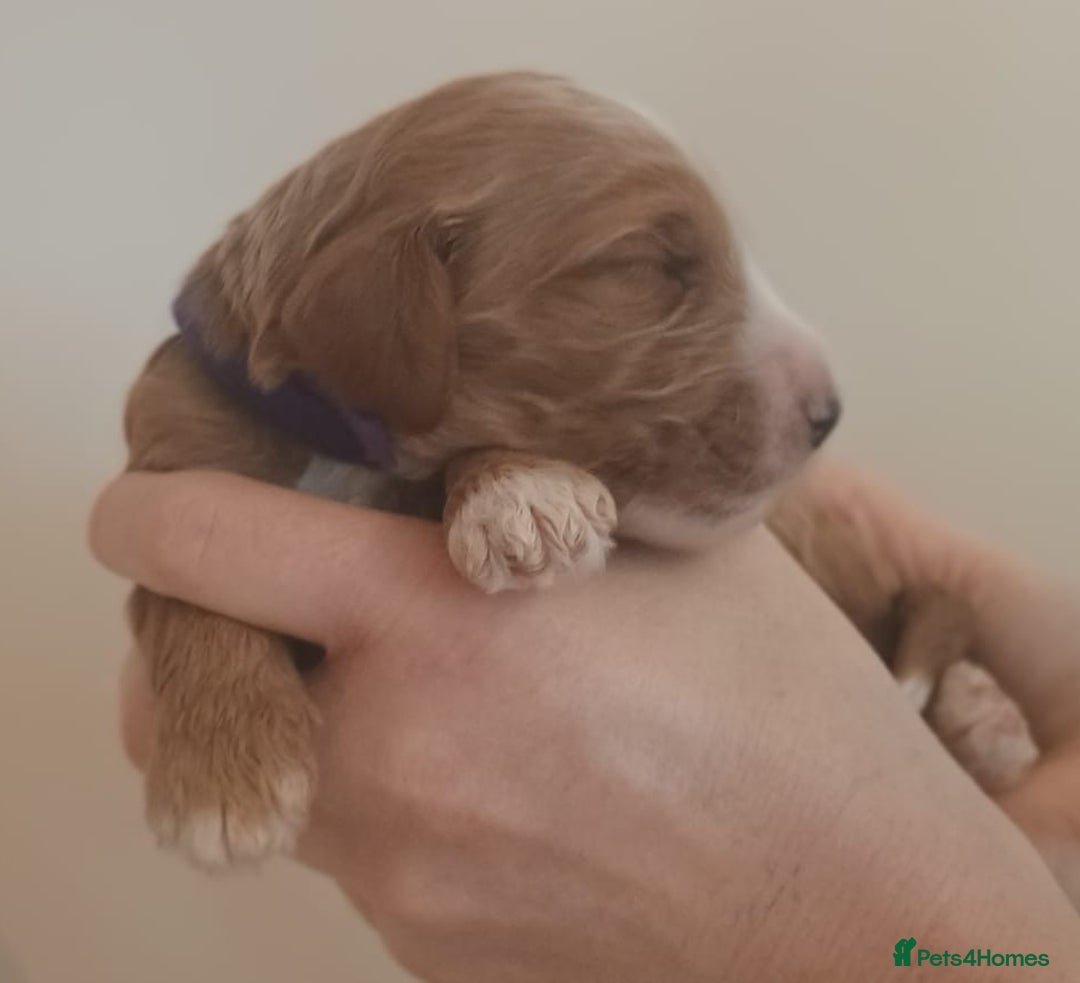 Mixed Breed dogs for sale: Australian doubledoodle puppies - Image 25